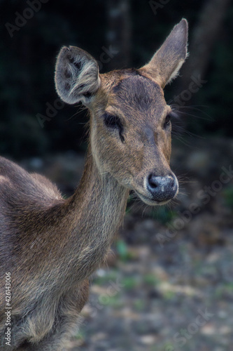 Wild deer roaming at the forest at Handeleum Island, Banten, Indonesia