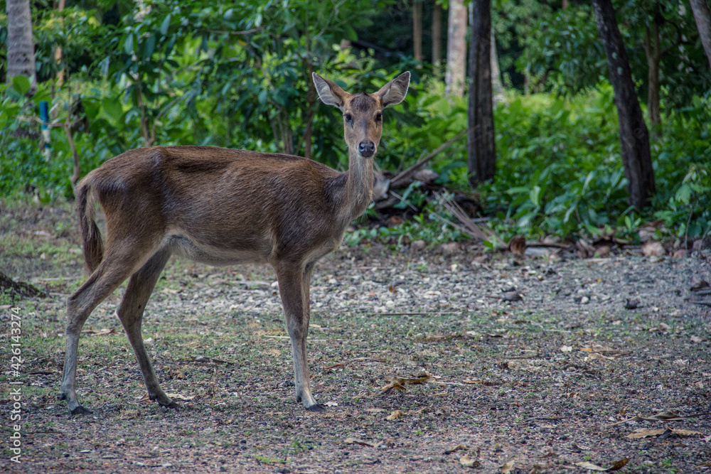 Wild deer roaming at the forest at Handeleum Island, Banten, Indonesia Wild deer roaming at the forest at Handeleum Island, Banten, Indonesia