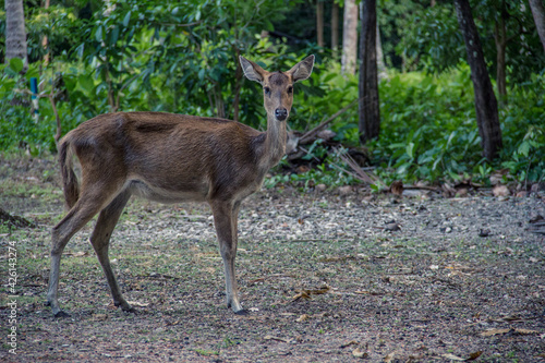 Fototapeta Naklejka Na Ścianę i Meble -  Wild deer roaming at the forest at Handeleum Island, Banten, Indonesia