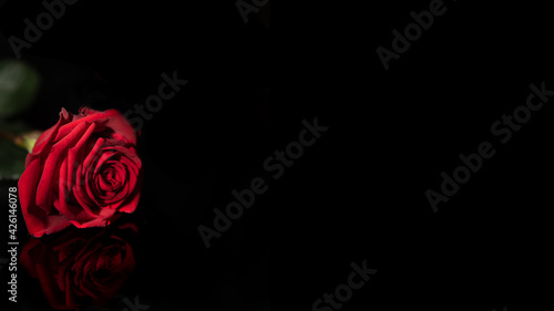 Red rose on the black background. Red rose with awesome reflections on the black background