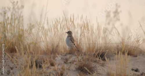 Close up of Northern wheatear bird or Oenanthe oenanthe in the bush