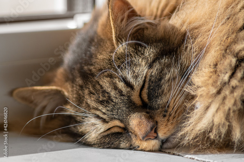 Closeup portrait of a fluffy domestic cat sleeping on a windowsill. Selective focus.