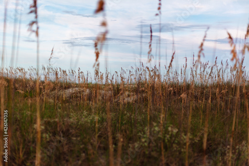 Coastal grasses