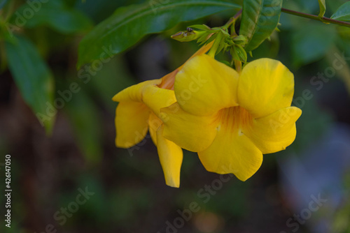 Colorful garden flowers on blurred background