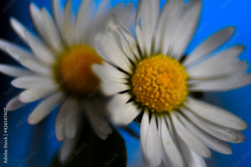 Obraz premium daisy in blue