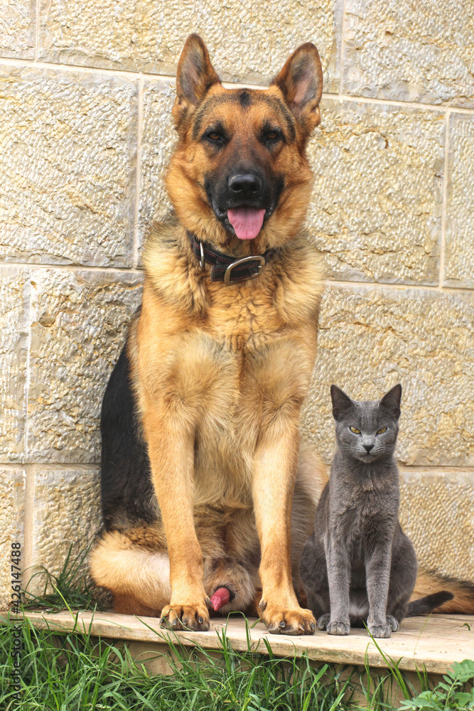 cat and dog cat and dog