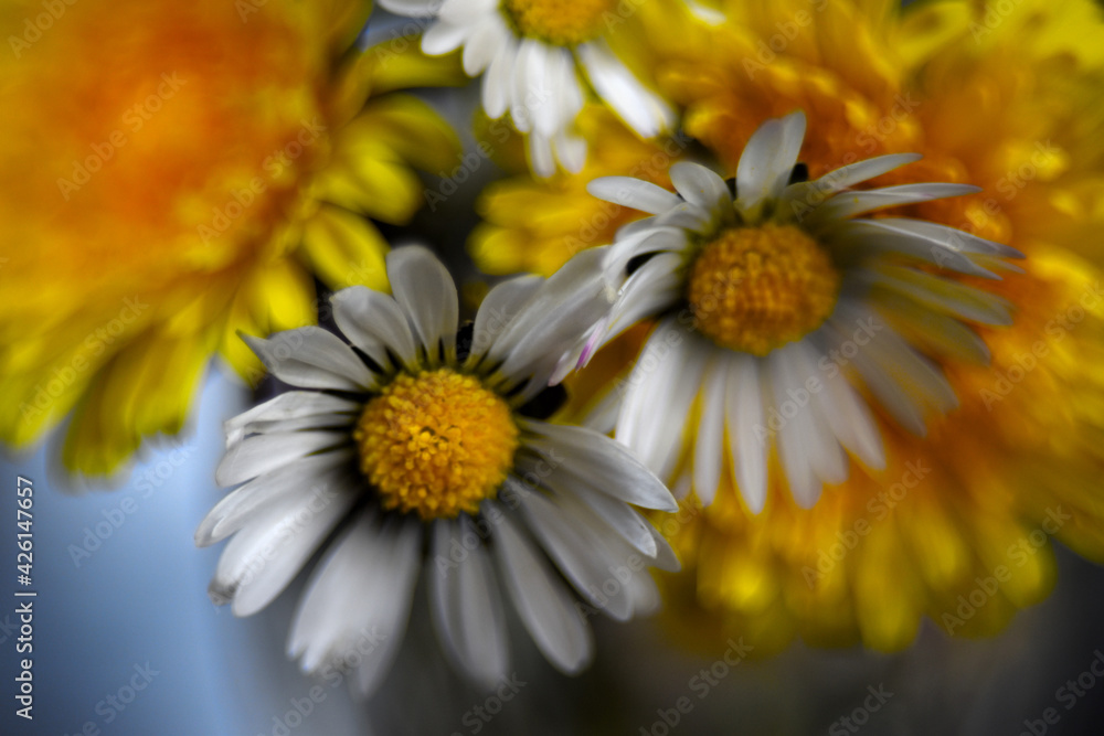 Naklejka premium yellow daisy flowers