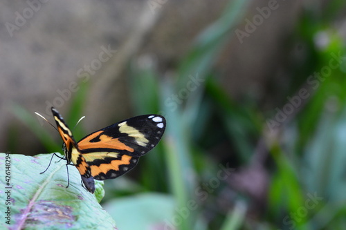 Butterfly landed on leaf.