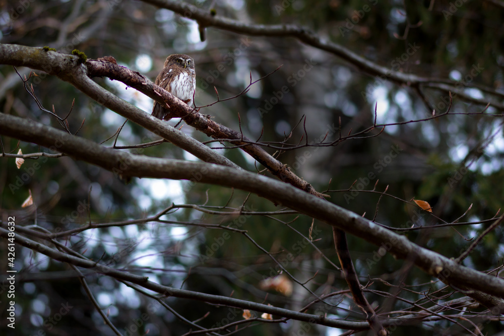 The Eurasian pygmy owl (Glaucidium passerinum) is the smallest owl in Europe. The Eurasian pygmy owl (Glaucidium passerinum) is the smallest owl in Europe.