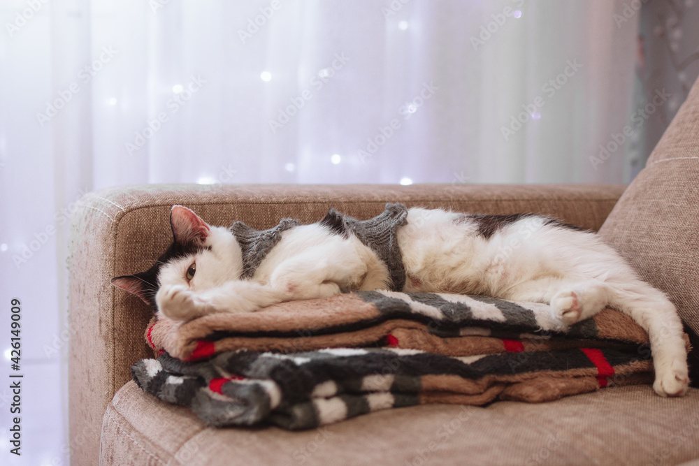 Black-white cat in knitted gray sweater is lying on a sofa with some plaids at home on a background window with white curtain and lights.