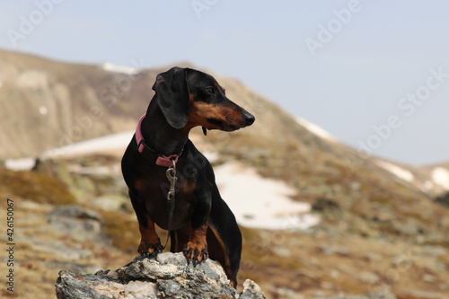 Small dog poses on some high mountain rocks