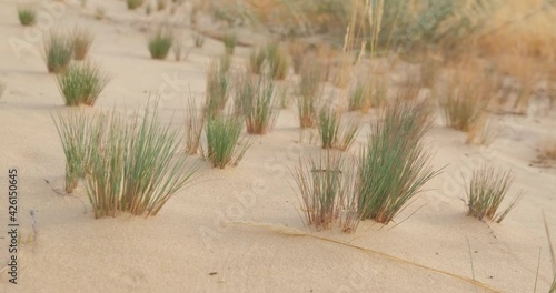 Oleshky sands in Ukraine. Mixed landscape with desert and steppe.  photo