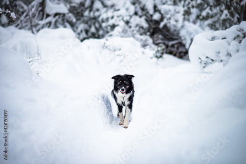 Australian shepherd