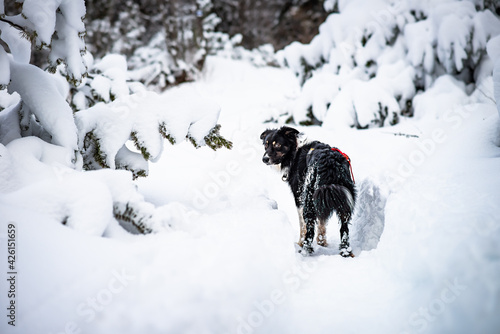 Australian shepherd