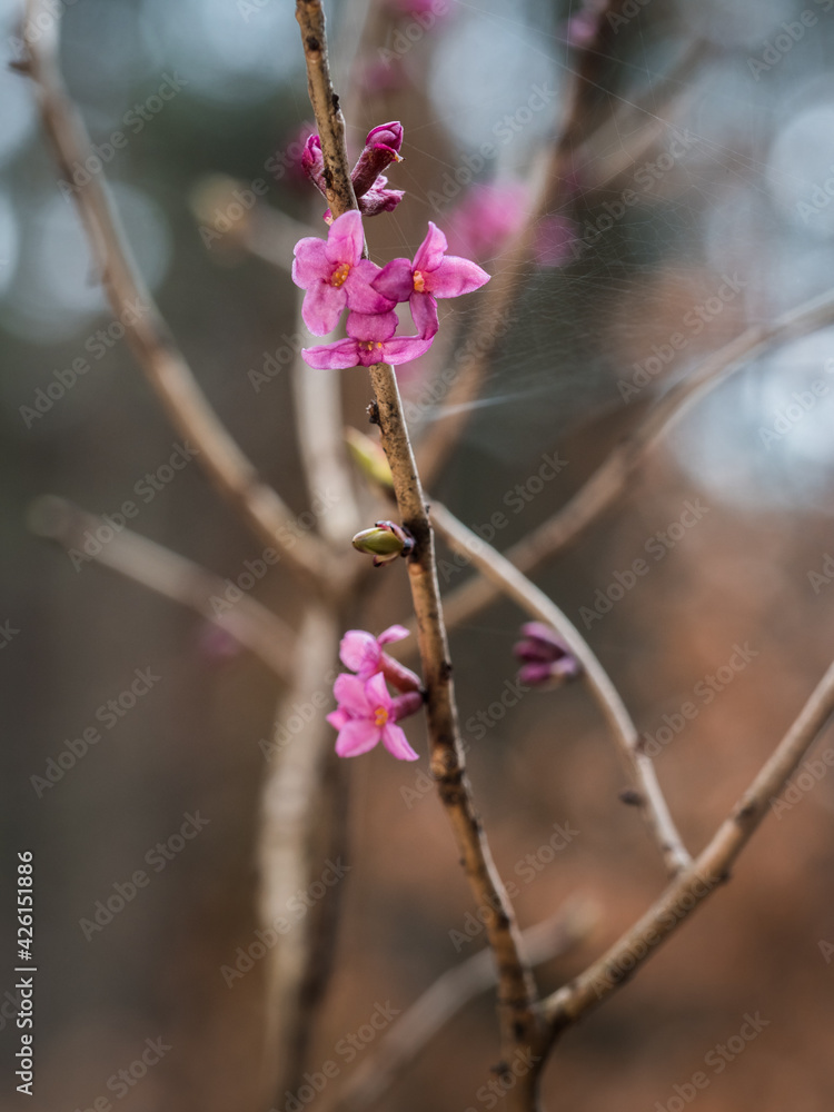 Im zeitigen Frühling fotografierter Strauch des blühenden echten Seidelbast (Daphne mezereum). Im zeitigen Frühling fotografierter Strauch des blühenden echten Seidelbast (Daphne mezereum).