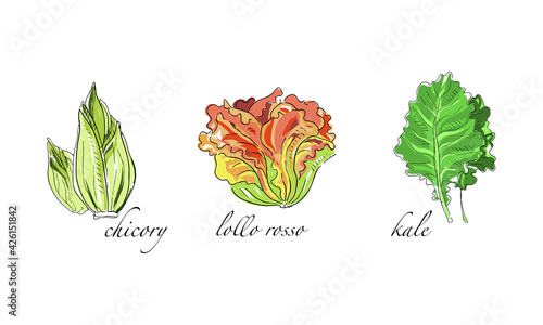 Set of Salads and Leafy Vegetables, Chicory, Lollo Rosso, Kale Hand Drawn Vector Illustration