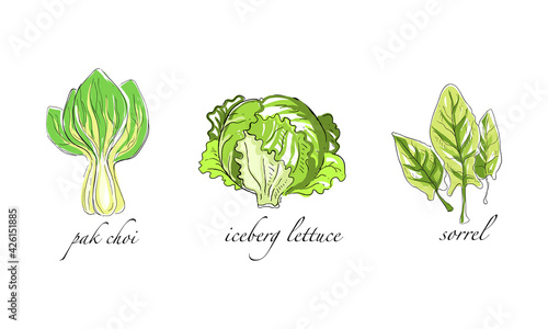 Set of Salads and Leafy Vegetables, Pak Choi, Iceberg Lettuce, Sorrel Hand Drawn Vector Illustration