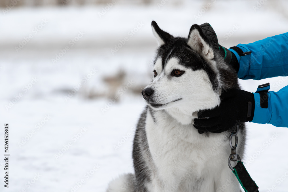 Human hands in gloves stroke and scratch the dog breed Siberian husky against the background of snow in winter. A man in a bright blue warm jacket caresses the dog. Portrait of a pet. Human hands in gloves stroke and scratch the dog breed Siberian husky against the background of snow in winter. A man in a bright blue warm jacket caresses the dog. Portrait of a pet.