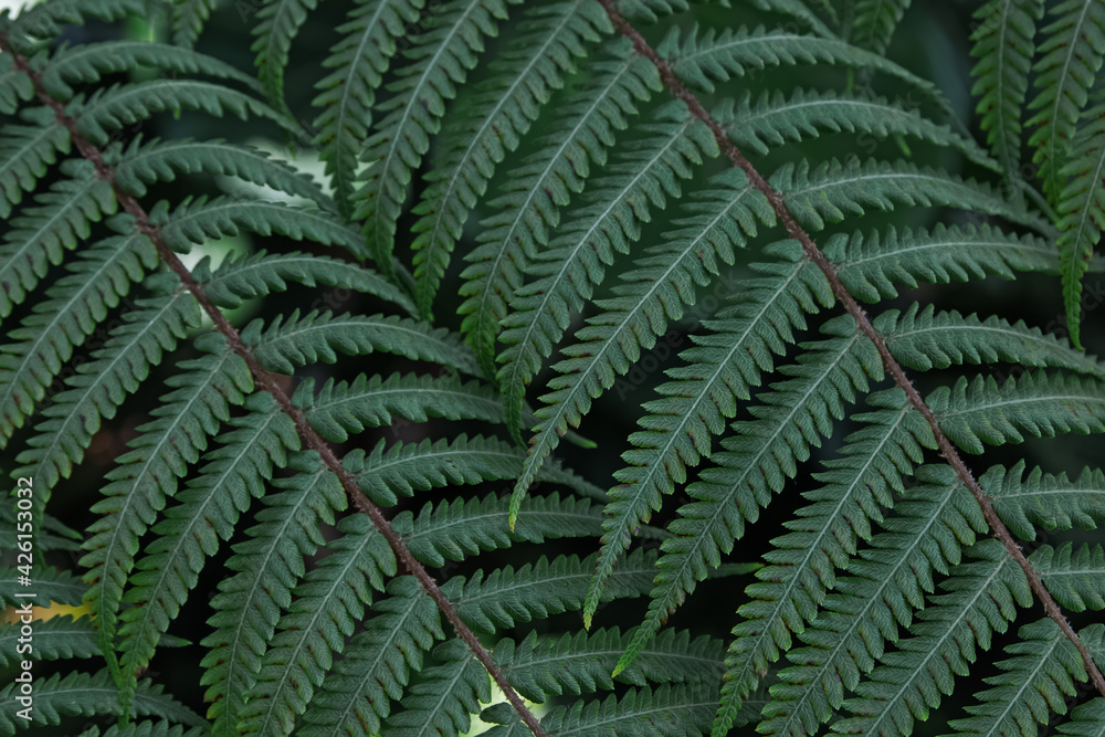 Close-up shot of fern leaves in the forest