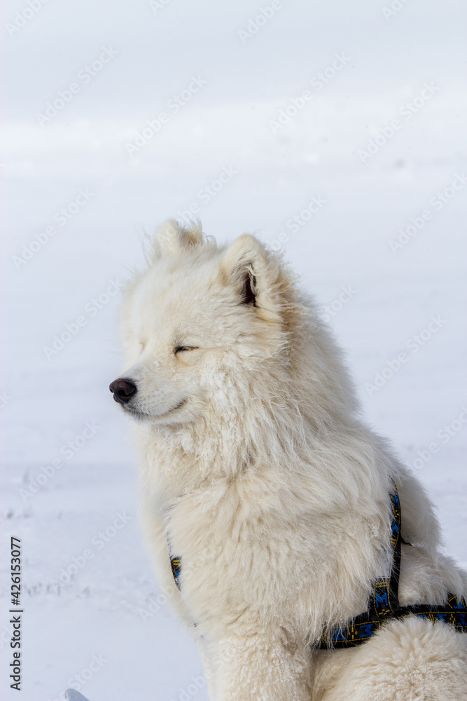 Fototapeta premium Samoyed