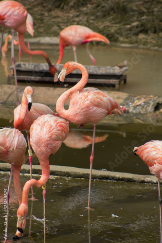 Flamencos mayores - Flamingo -Phoenicopterus