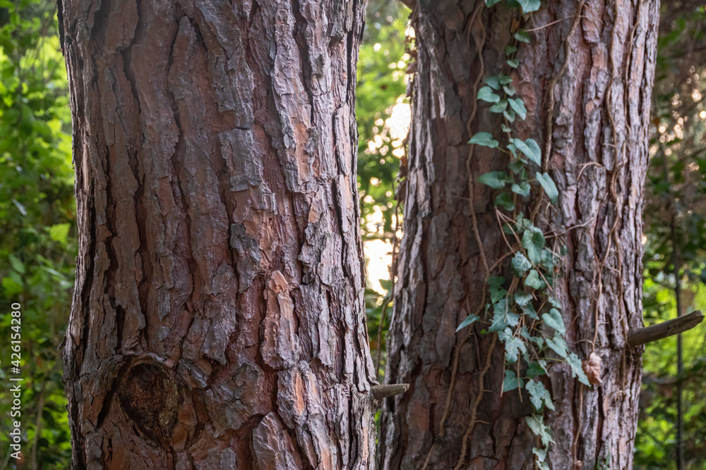 Straight trunks of evergreen pine trees in spring