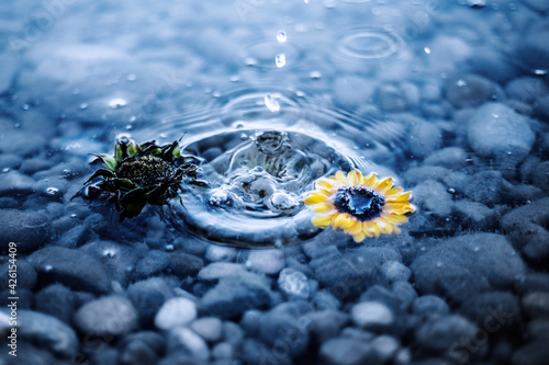 Wasserblume
