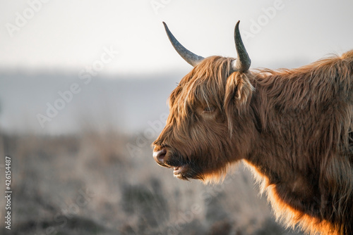 Portrait of a Beautiful Highland Cows cattle  Bos taurus taurus  grazing in field. Veluwe in the Netherlands. Scottish highlanders in a natural  landscape. A long haired type of domesticated cattle. 