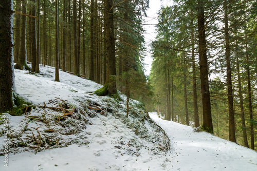 Beautiful winter scence in forest. Pine trees covered with snow. Mount Pilatus, Luzern, Switzerland. photo