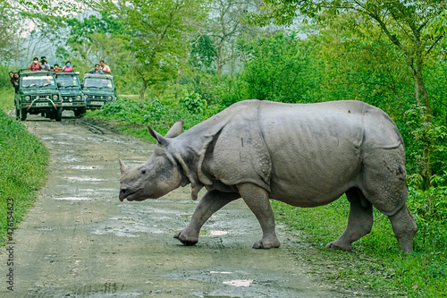 Rhinoceros crossing the road