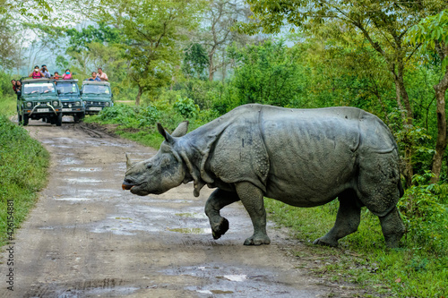 Kaziranga National Park and the famous Indian one horned Rhinoceros 