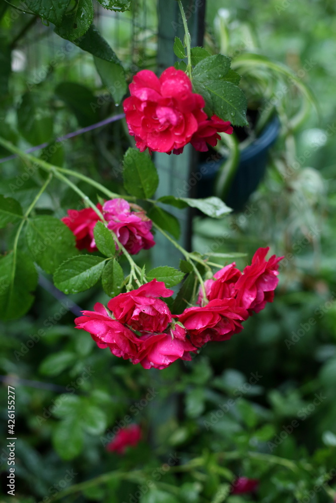 red garden rose after rain