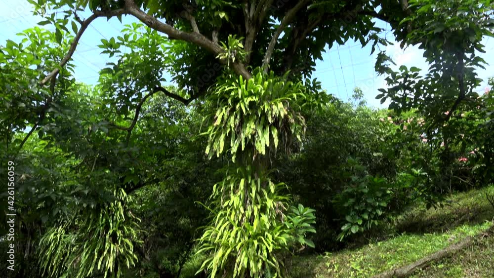 amazing jungle wild tree and vegetation surround it. amazing jungle wild tree and vegetation surround it.