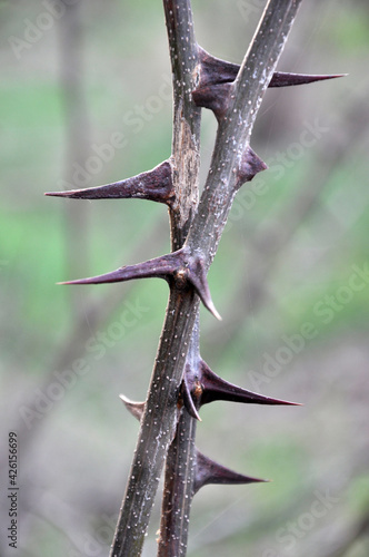 Sharp thorns on a branch of a bush and a tree © orestligetka