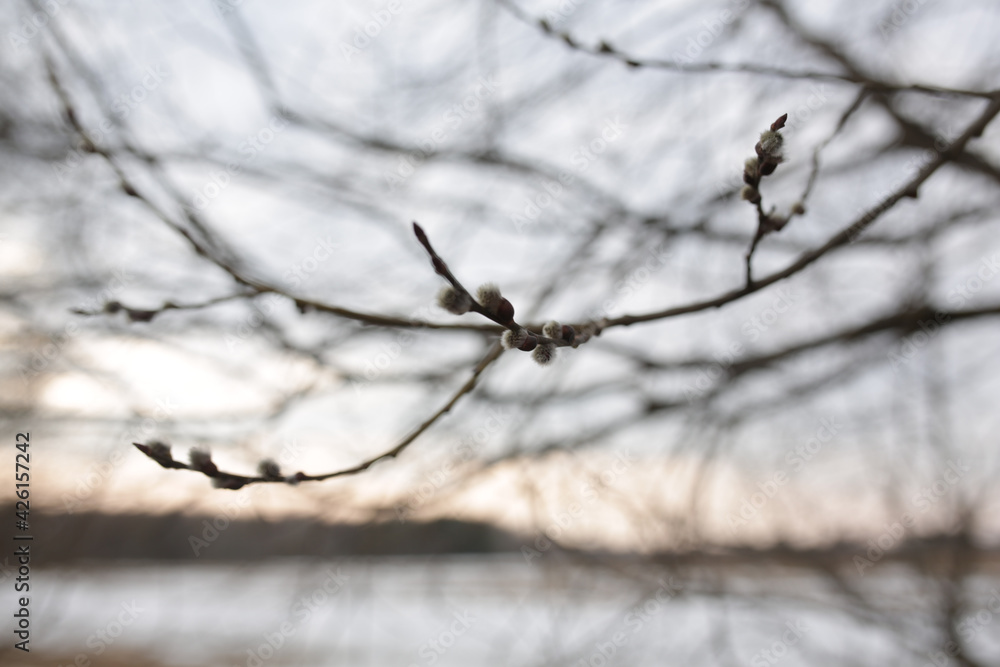 Willow buds on a tree.