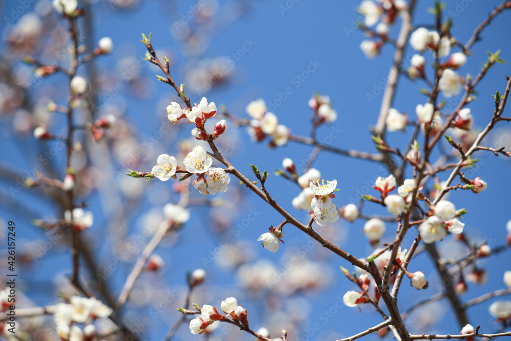 Sakura branch blossom branch in bloom, close-up. Cherry blossom branch on blue sky background. Sakura branch blossom branch in bloom, close-up. Cherry blossom branch on blue sky background.