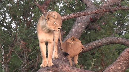 A lioness surveys the land while standing tall in a fallen tree with another female lion lounging beside her. photo