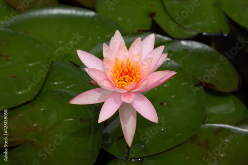 Pink lotus flowers have yellow-orange stamens.