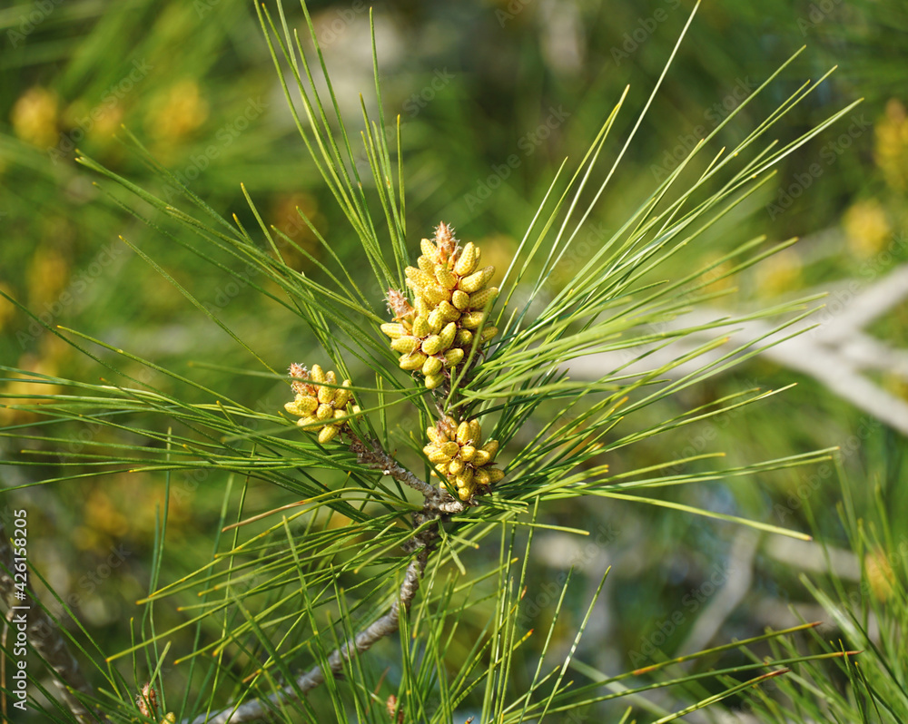 Unripe fruits of a green pine or Pinus Pinaster tree with many pine needles Unripe fruits of a green pine or Pinus Pinaster tree with many pine needles