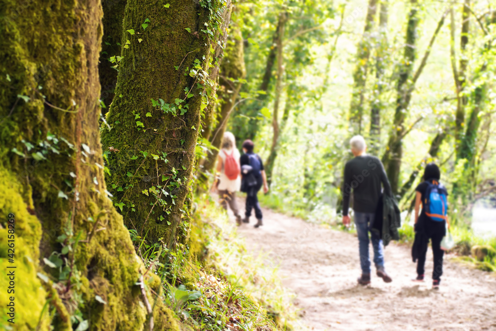 friends unfocused in trekking walking with backpacks along the forest path , focus in foreground friends unfocused in trekking walking with backpacks along the forest path , focus in foreground
