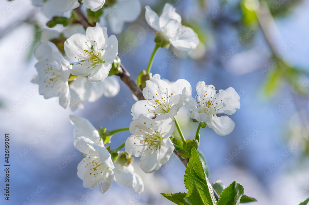 Prunus cerasus flowering tree flowers, group of beautiful white petals tart dwarf cherry flowers in bloom