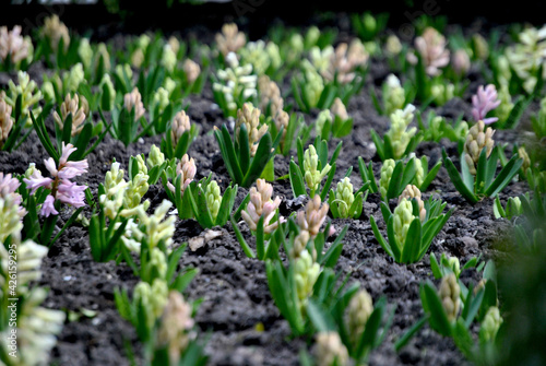 Zdjęcie przyrody przedstawiające małe kwitnące kwiaty wiosną