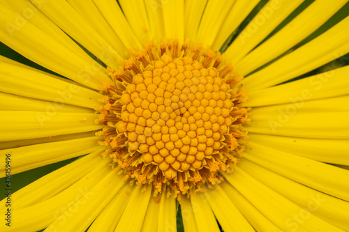 Fleur jaune en gros plan macro - composition graphique avec une fleur jaune