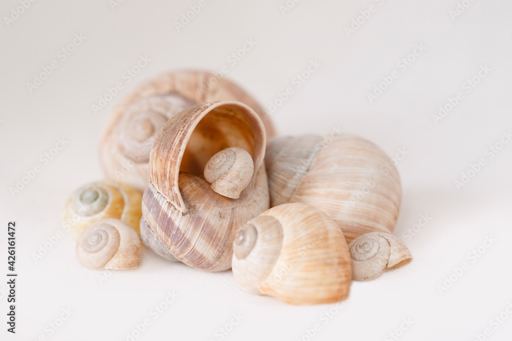 Eine Gruppe von Schalentieren, Schneckenhäuser und Muscheln auf einem neutralen Hintergrund