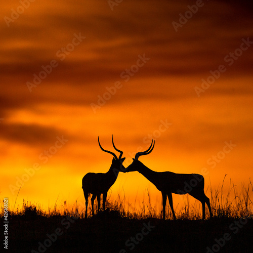 silhouette of a deer