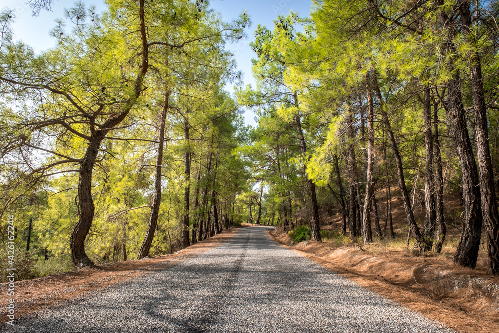 Koprulu Canyon National Park. A winding forest road stretching into the distance surrounded by pine trees. Manavgat, Antalya, Turkey. Koprulu Canyon National Park. A winding forest road stretching into the distance surrounded by pine trees. Manavgat, Antalya, Turkey.