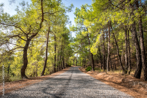 Fototapeta Naklejka Na Ścianę i Meble -  Koprulu Canyon National Park. A winding forest road stretching into the distance surrounded by pine trees. Manavgat, Antalya, Turkey.