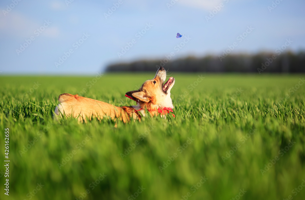 cute puppy corgi dog runs merrily through a green meadow chasing a blue flying butterfly cute puppy corgi dog runs merrily through a green meadow chasing a blue flying butterfly