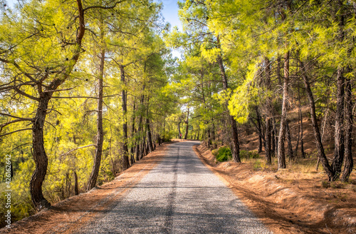 Koprulu Canyon National Park. A winding forest road stretching into the distance surrounded by pine trees. Manavgat  Antalya  Turkey.