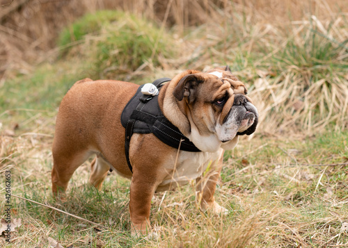 Red English British Bulldog out for a walk standing on the dry grass in sunny day